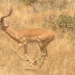 Antilope