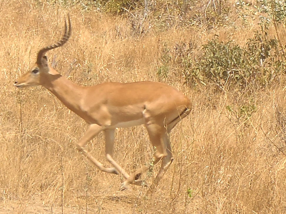 Antilope