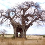 Das Loch treiben Elefanten auf der Suche nach Wasser in den Baum, der Baum überlebt das aber