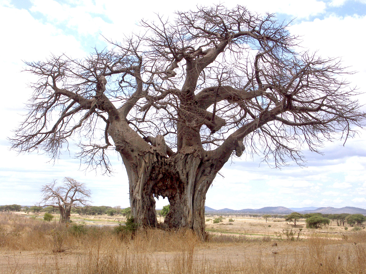 Das Loch treiben Elefanten auf der Suche nach Wasser in den Baum, der Baum überlebt das aber