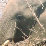 Elefant, ohne Zoom aufgenommen. Dann nichts wie weg.