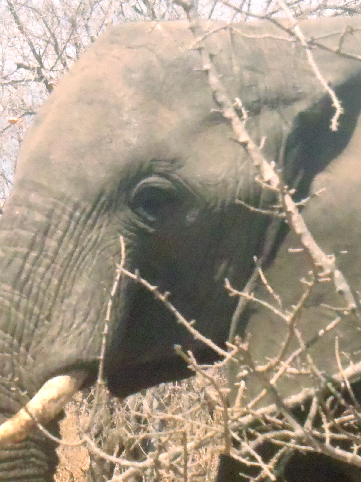 Elefant, ohne Zoom aufgenommen. Dann nichts wie weg.
