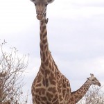 Giraffe mit kleinem Vogel am Hals