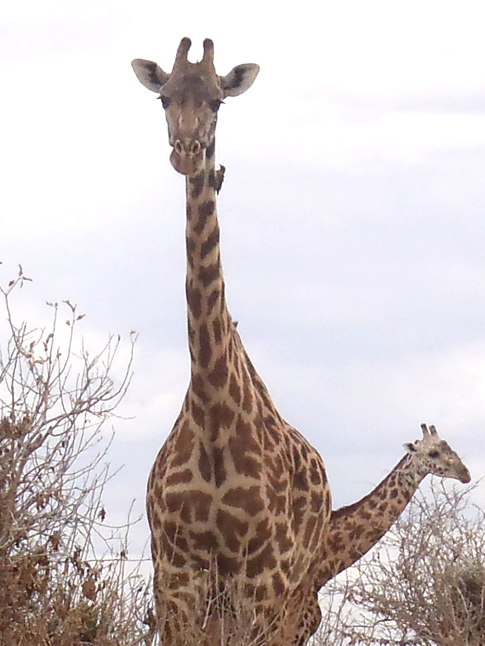 Giraffe mit kleinem Vogel am Hals
