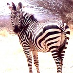 Zebra