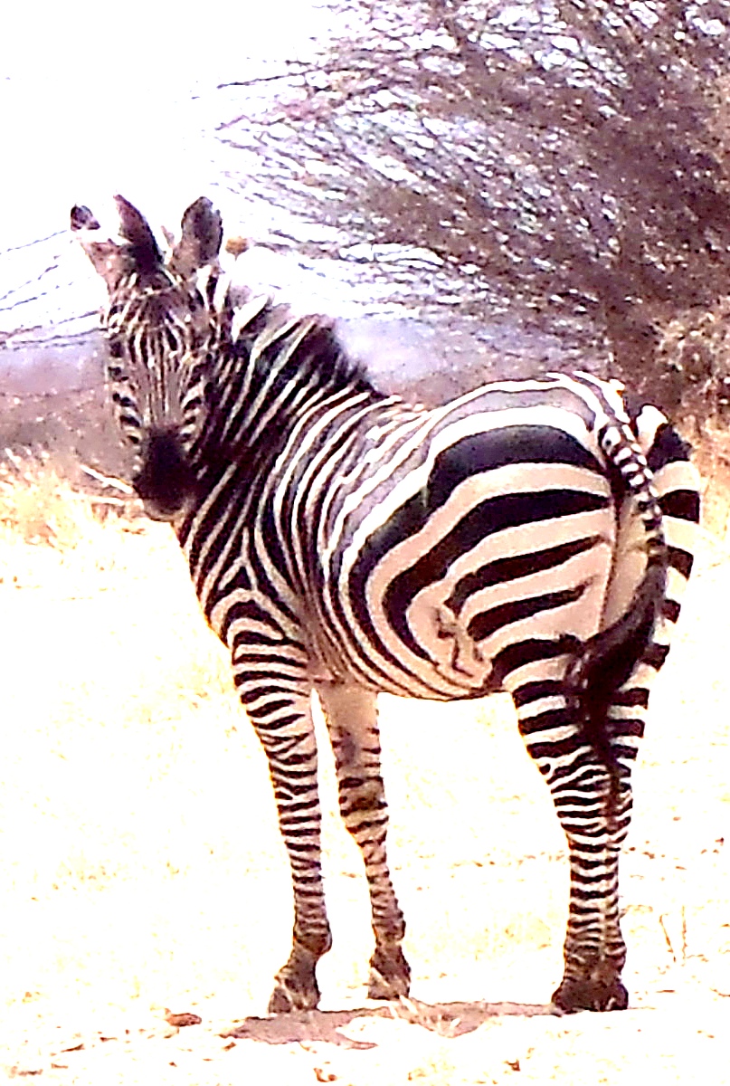 Zebra