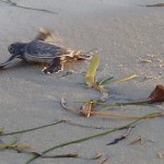 Geschlüpfte Meeresschildkröte