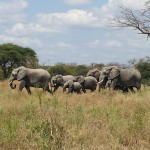 Ruaha-Nationalpark und Verlobung