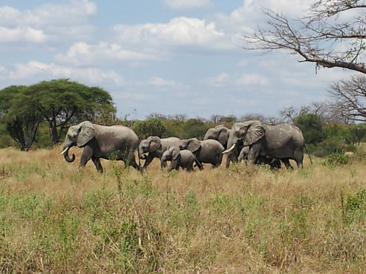 Ruaha-Nationalpark und Verlobung