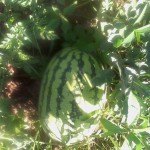 Melonenprojekt