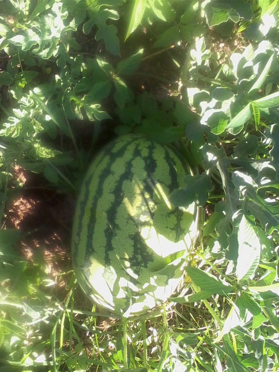 Melonenprojekt