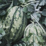 Erste Melonenernte
