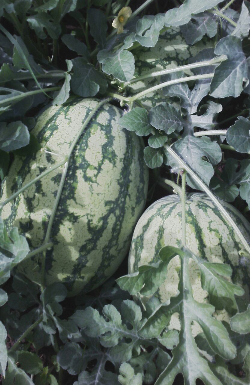 Erste Melonenernte