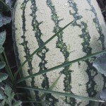 Erste Melonenernte