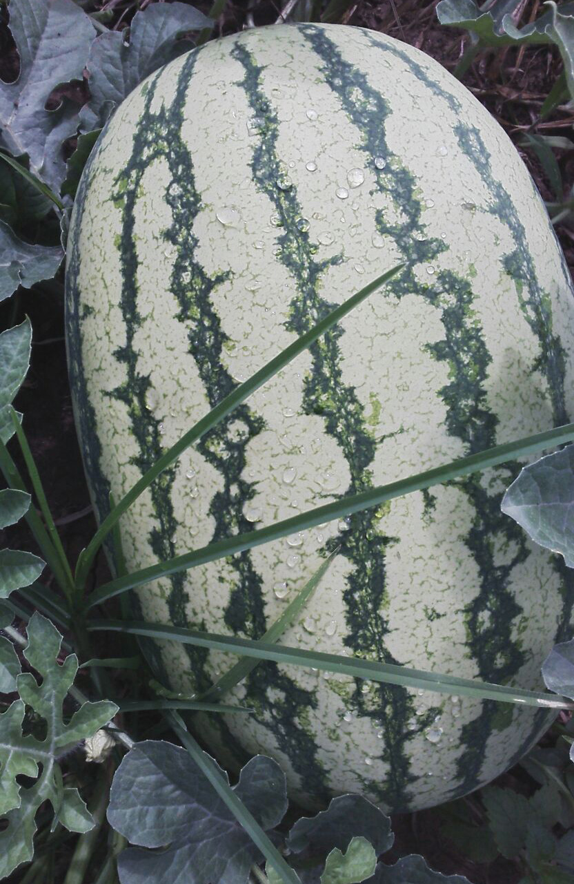 Erste Melonenernte